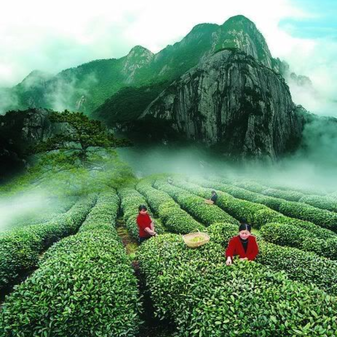 Tea Garden